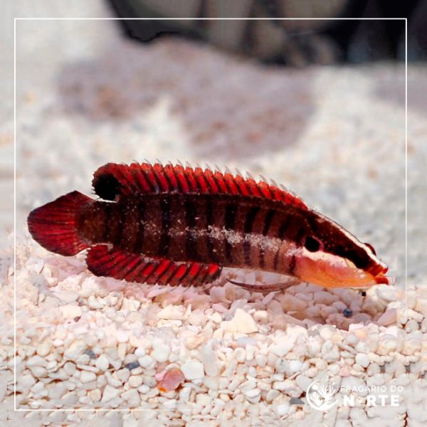 Belonepterygion fasciolatum