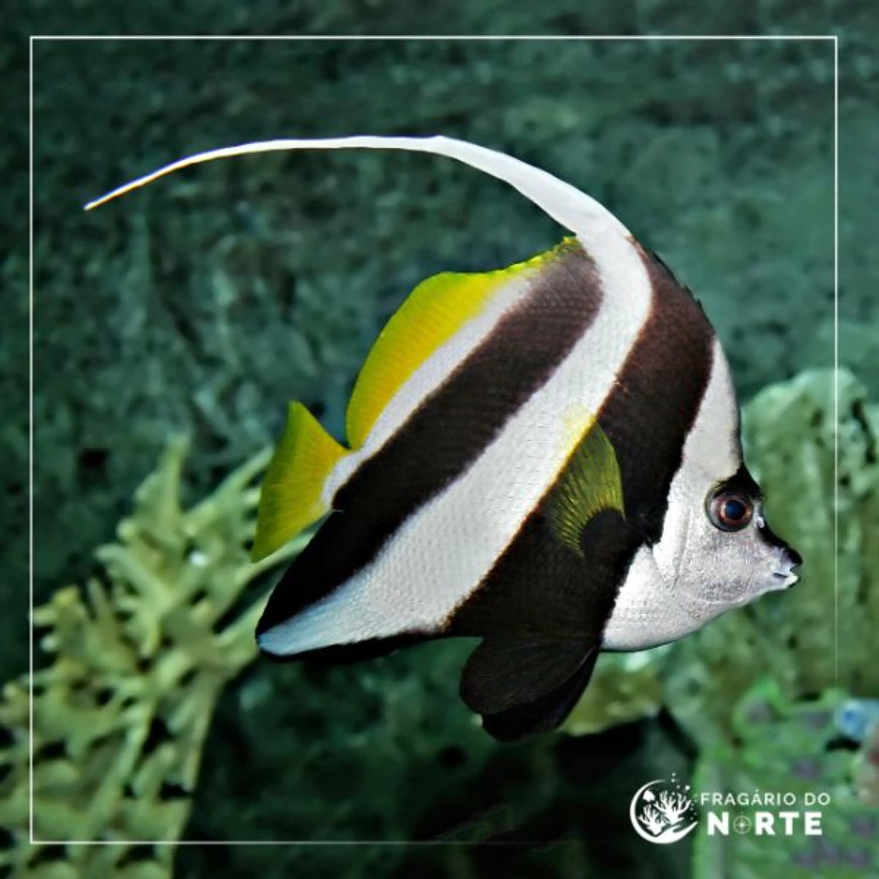 Heniochus acuminatus