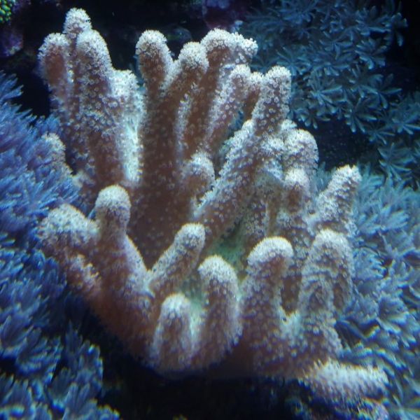 Sinularia Mollis