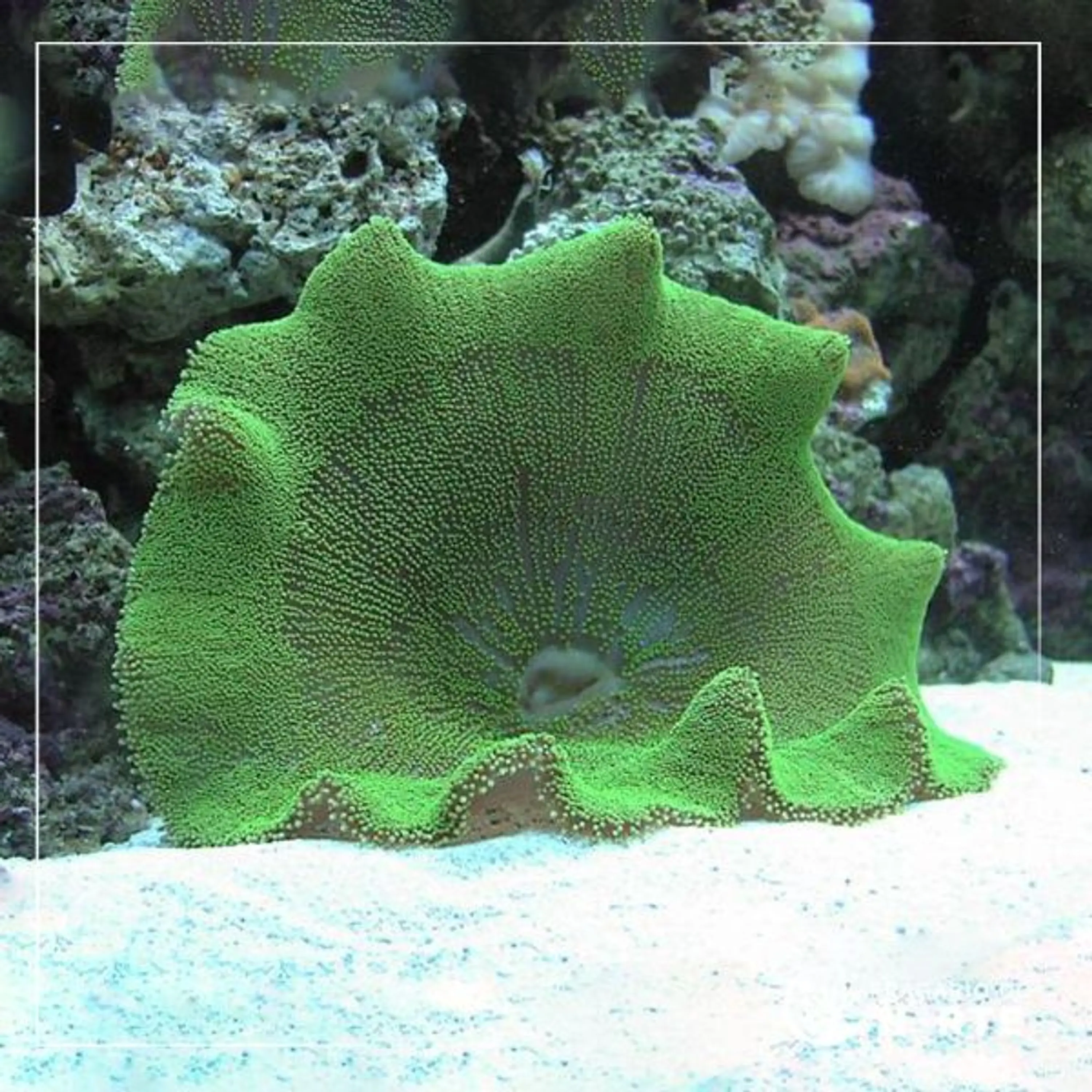 Stichodactyla Haddoni Hard Green