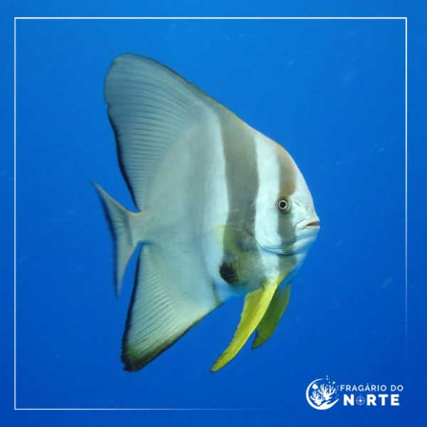 Platax teira
