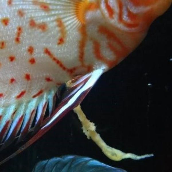 Doenças intestinais 1