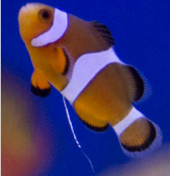 Doenças intestinais 2