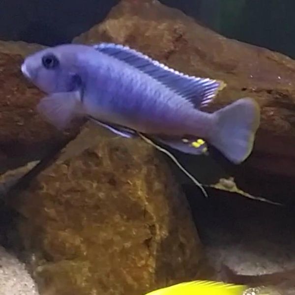 Doenças intestinais 3