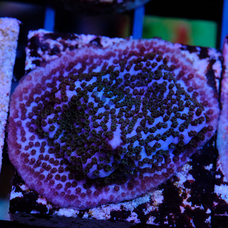 Montipora Blue Danae