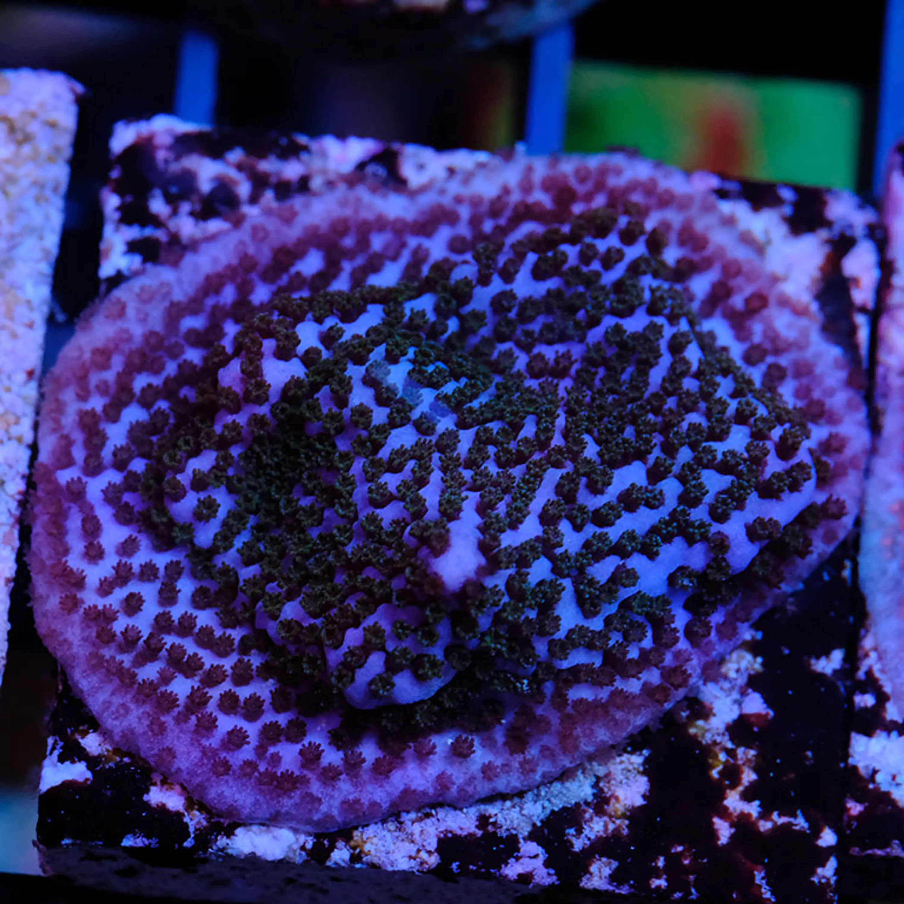 Montipora Blue Danae