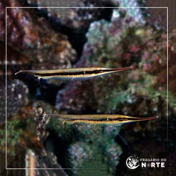 Aeoliscus strigatus
