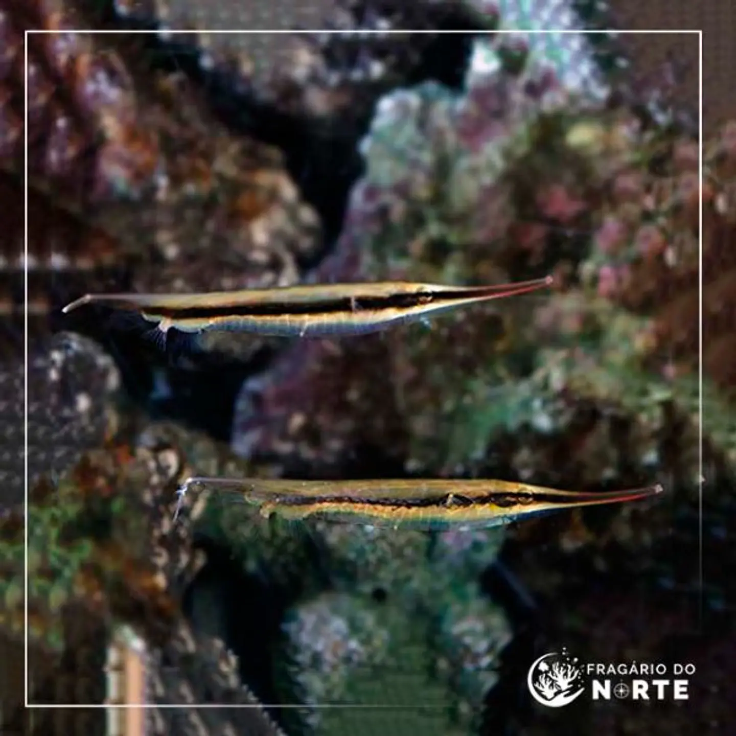 Aeoliscus strigatus 1