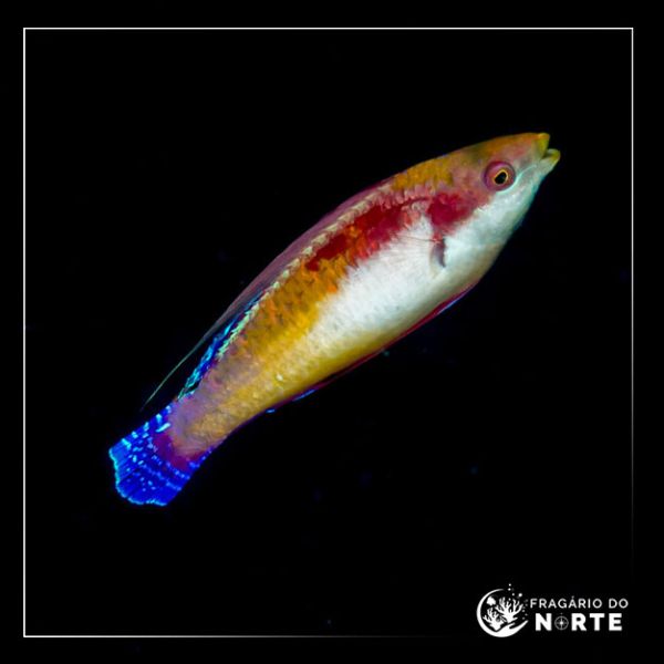 Cirrhilabrus tonozukai