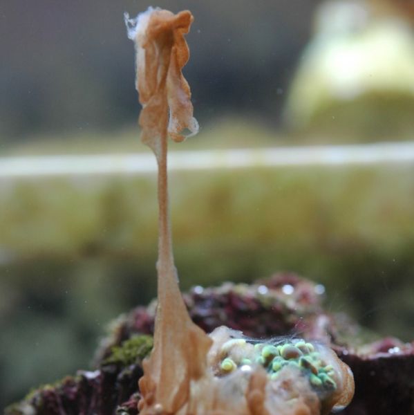 Brown Jelly Syndrome