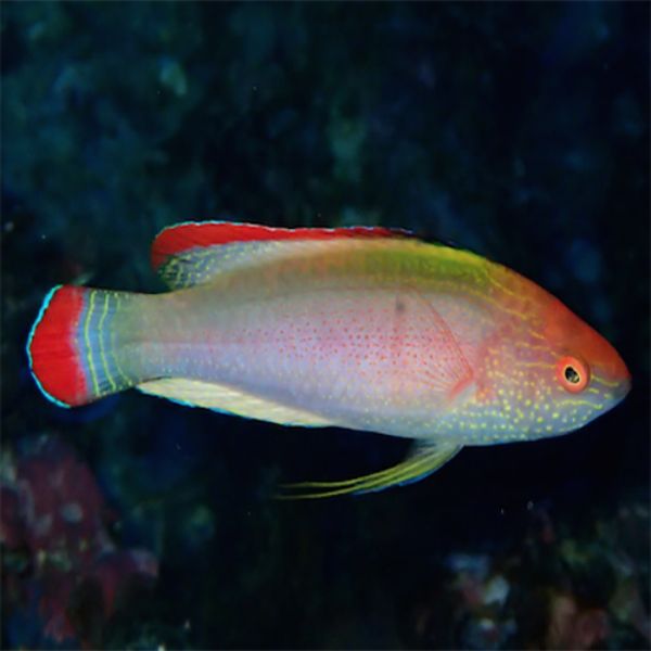 Cirrhilabrus rubrimarginatus