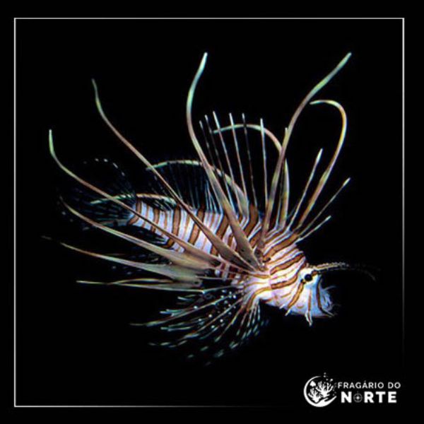 Pterois volitans