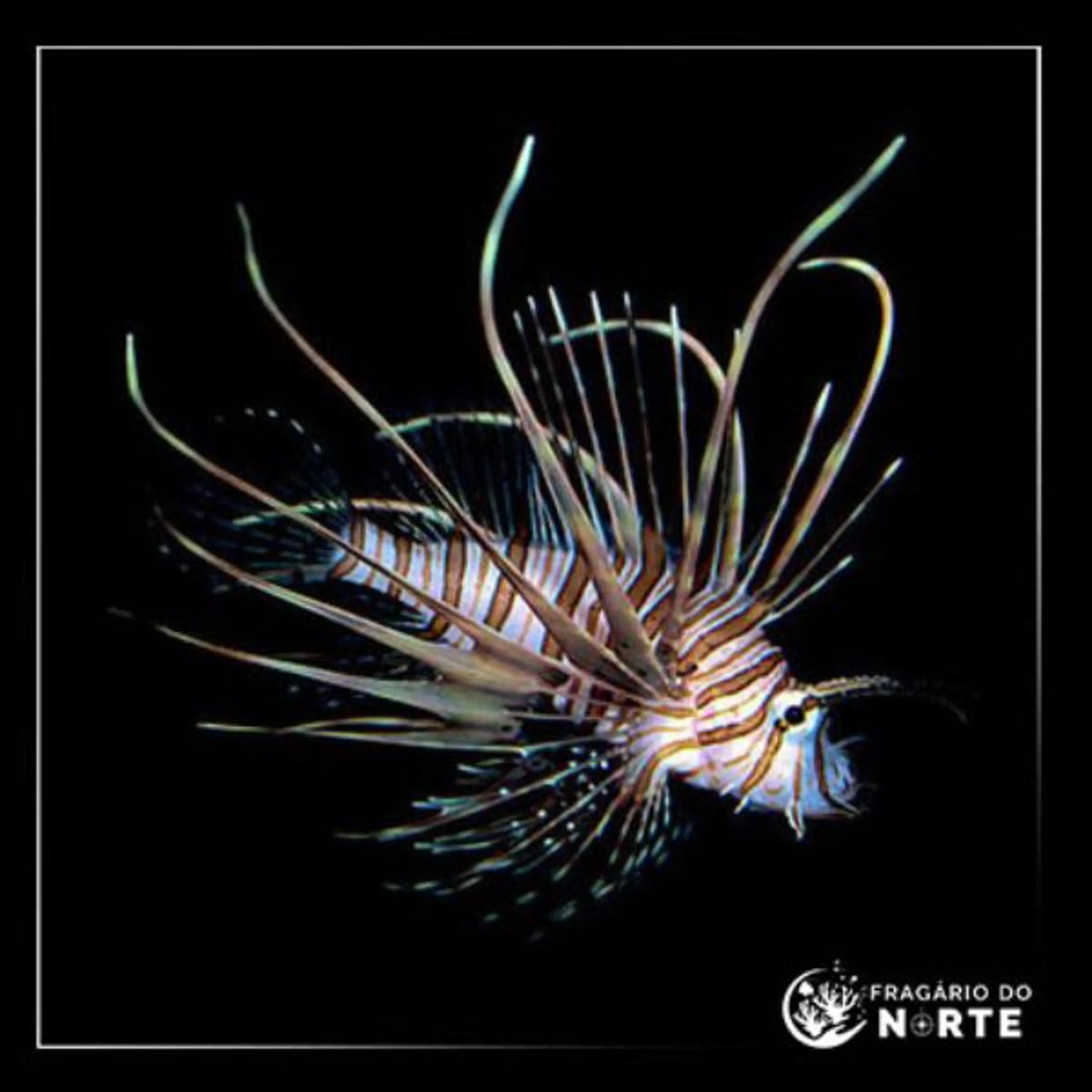 Pterois volitans