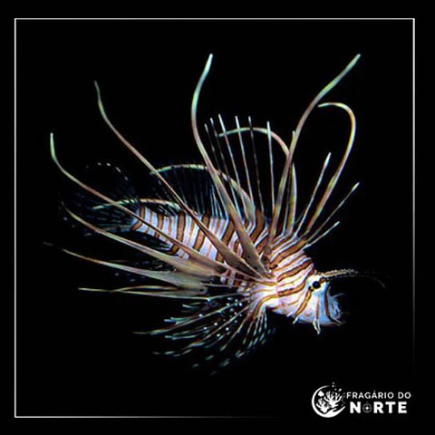 Pterois volitans