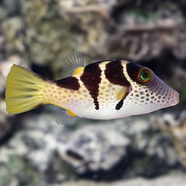 Canthigaster valentini