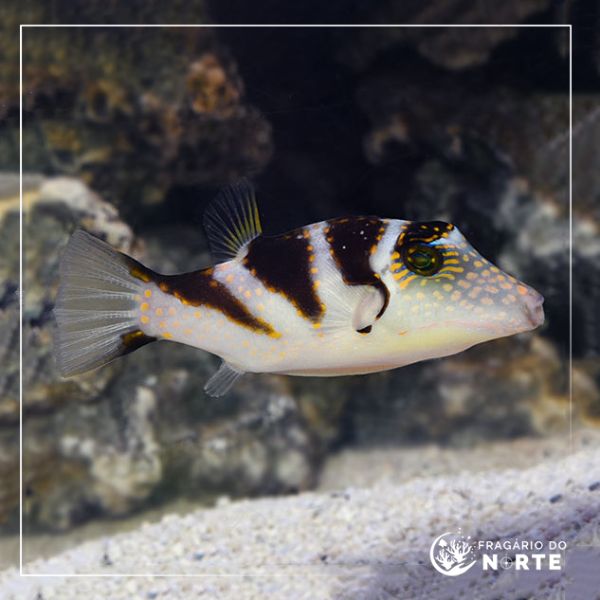 Canthigaster coronata