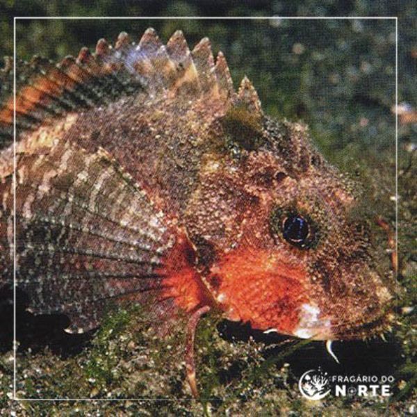 Minous trachycephalus