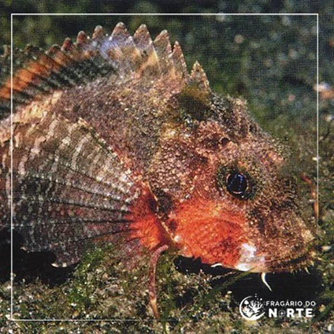 Minous trachycephalus