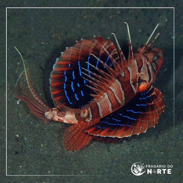 Parapterois heterura