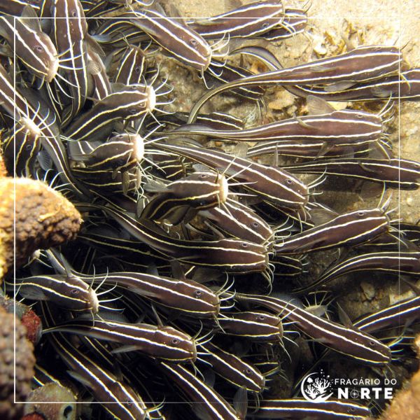 Plotosus lineatus