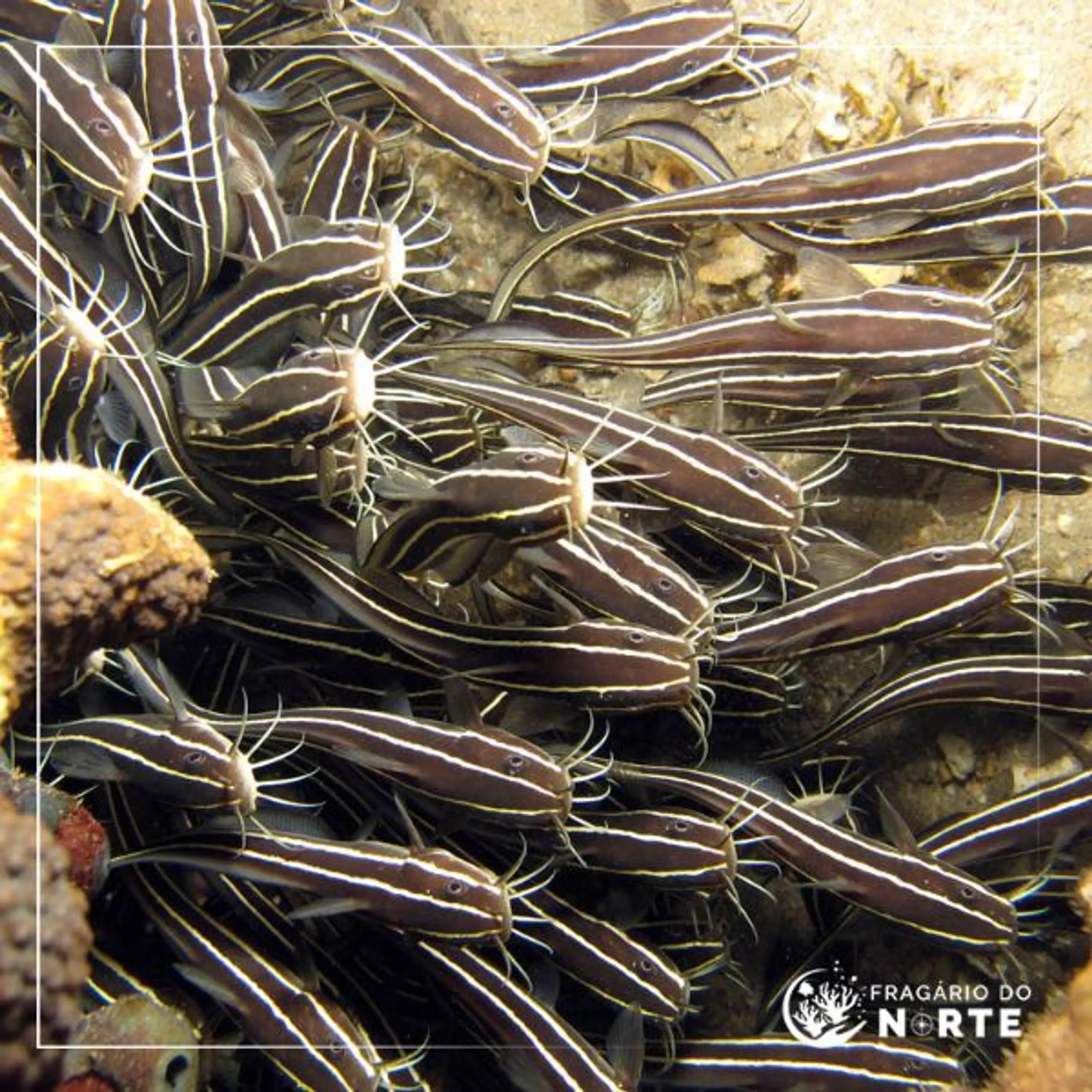 Plotosus lineatus