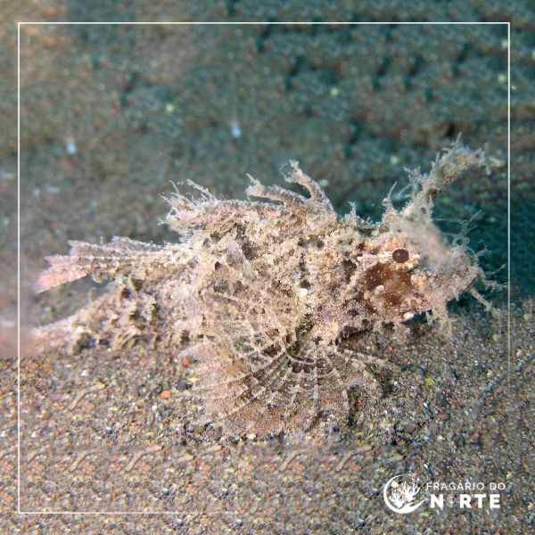 Pteroidichthys amboinensis