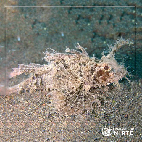Pteroidichthys amboinensis