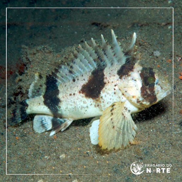 Centropogon australis