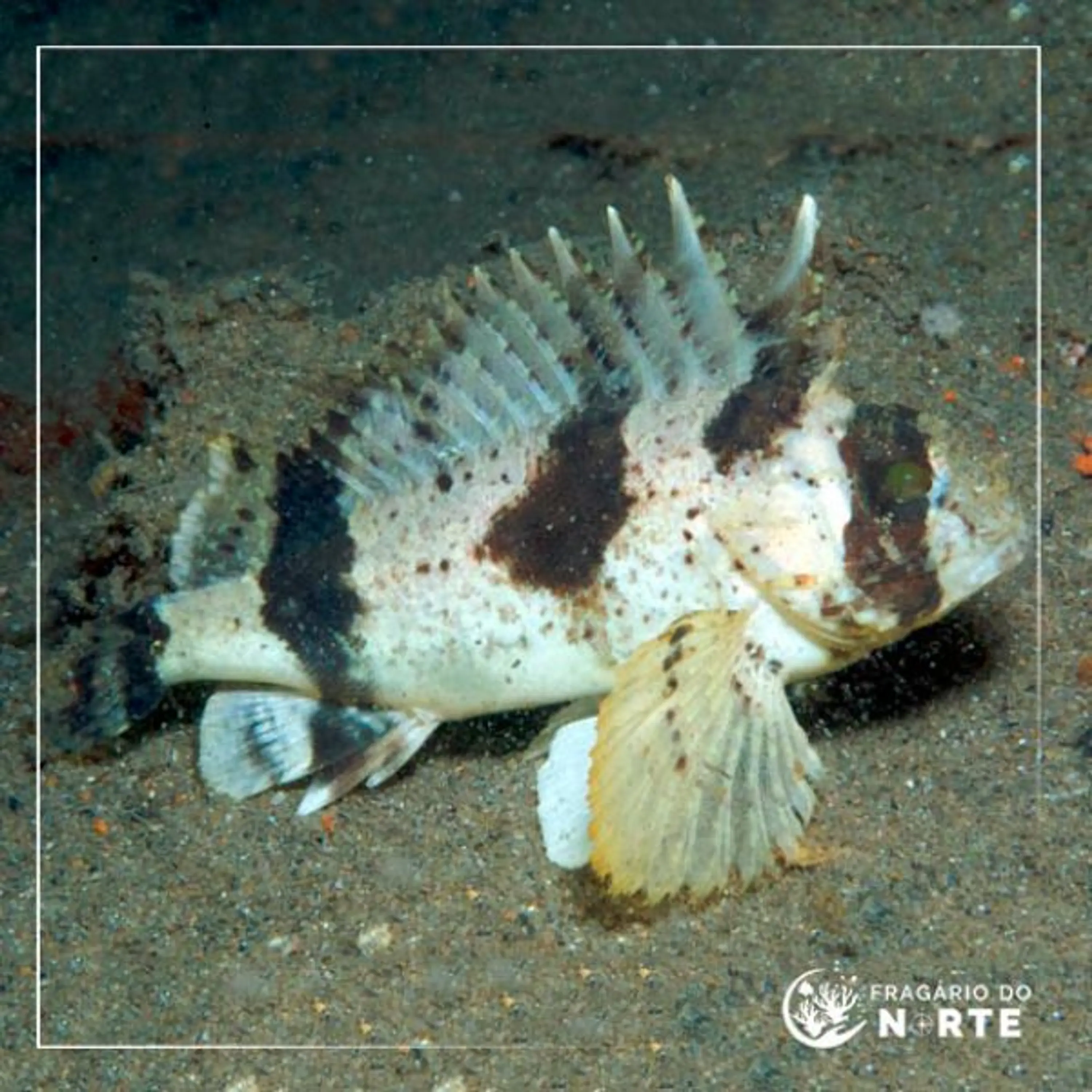 Centropogon australis