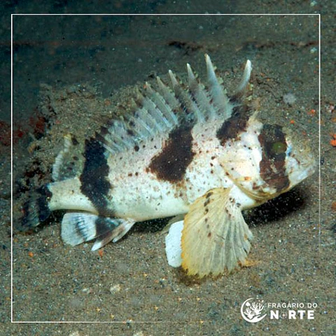 Centropogon australis