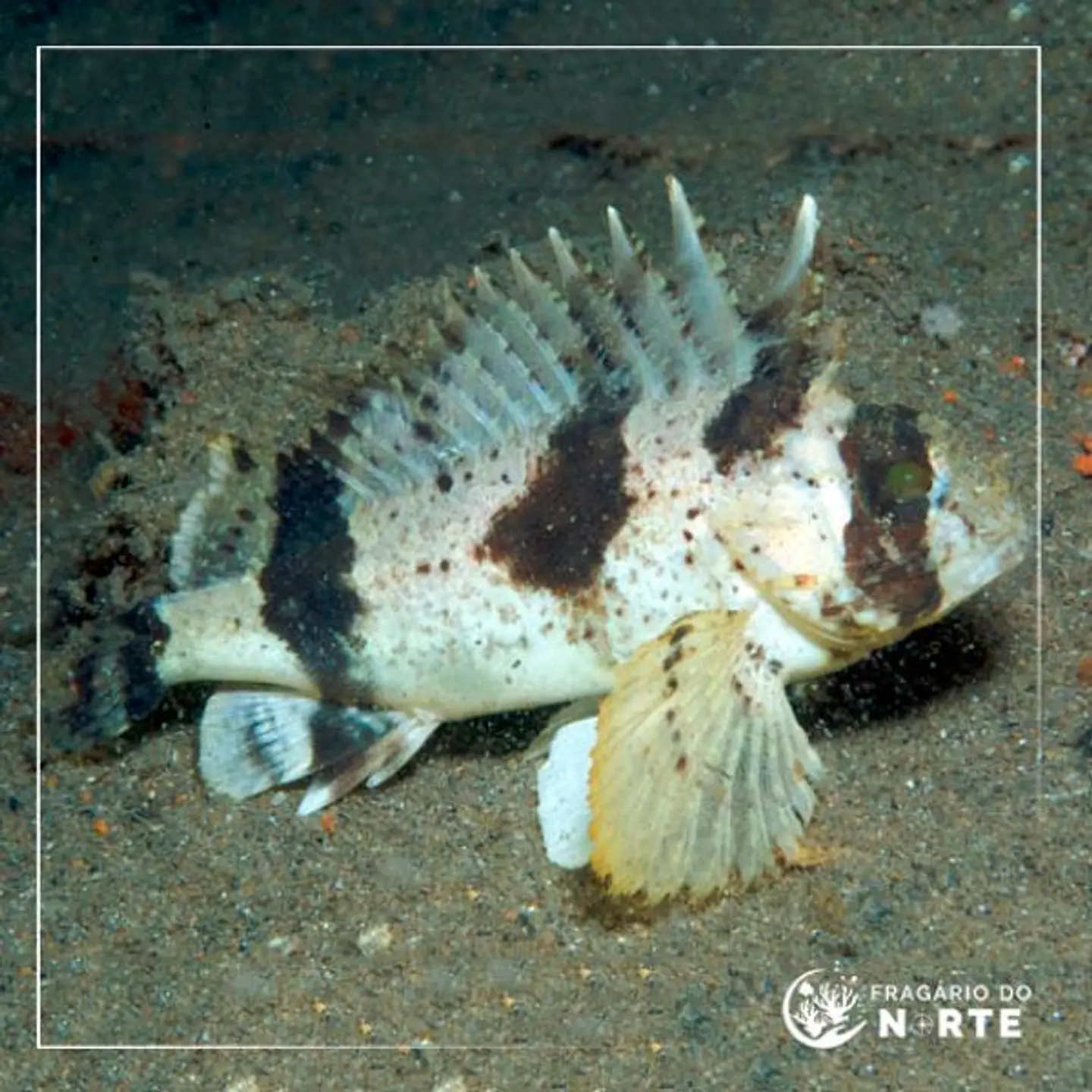 Centropogon australis 1