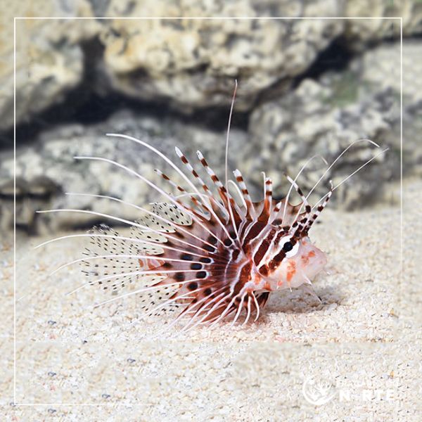 Pterois antennata