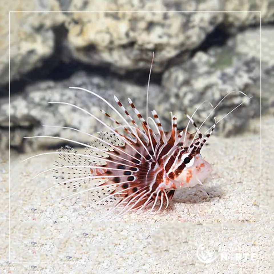 Pterois antennata 1