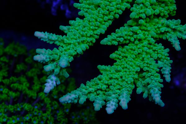 Acropora Frog Skin 1