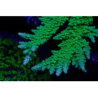 Acropora Frog Skin 1