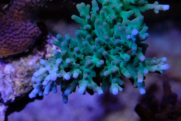 Acropora Blue Hawkins