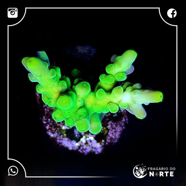 Acropora Frog Skin 2
