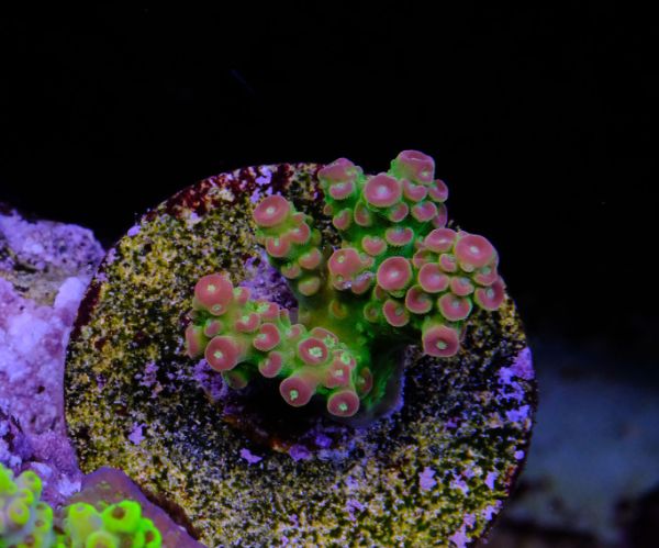 Acropora Florida