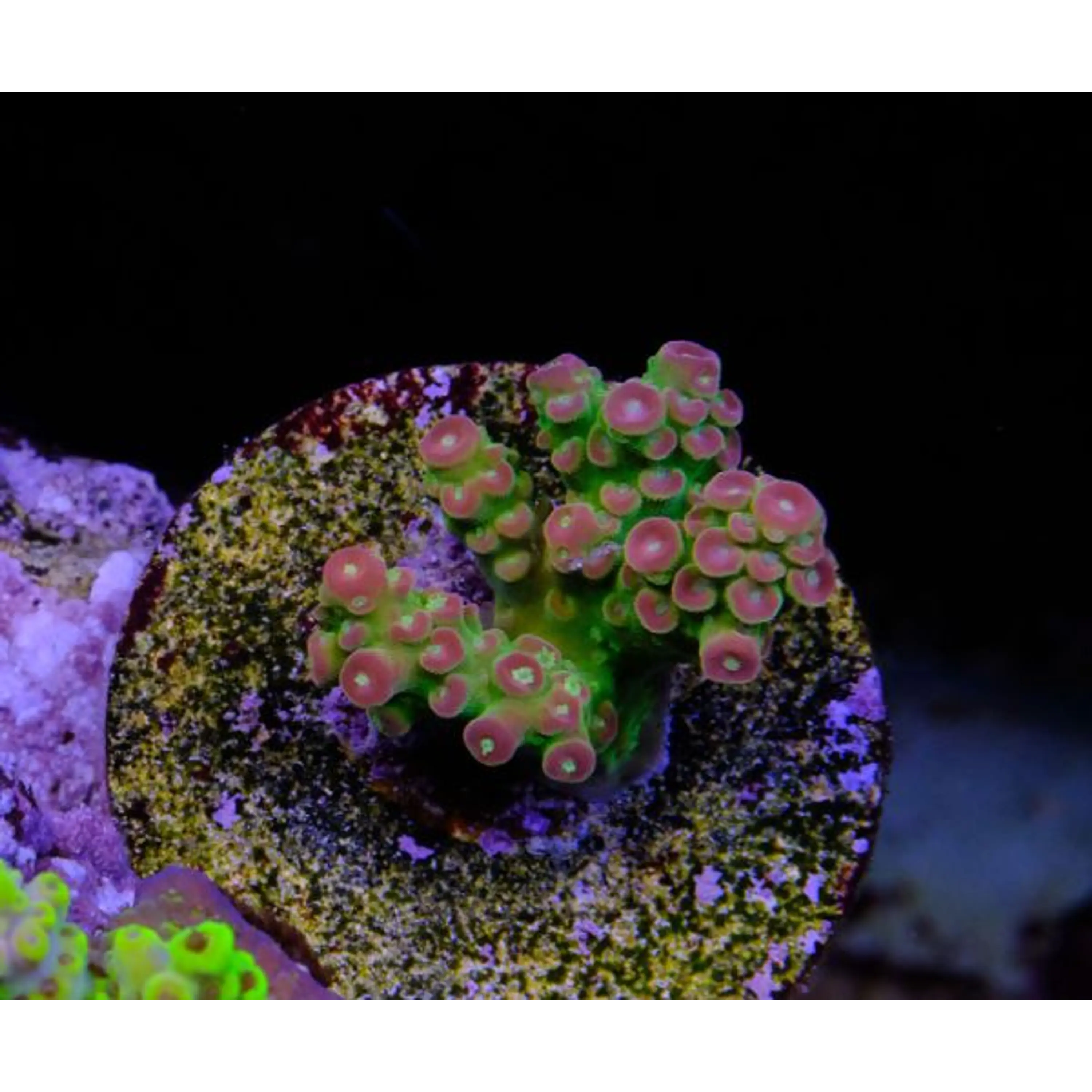 Acropora Florida