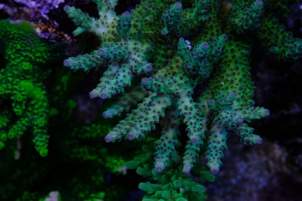 Acropora Selago