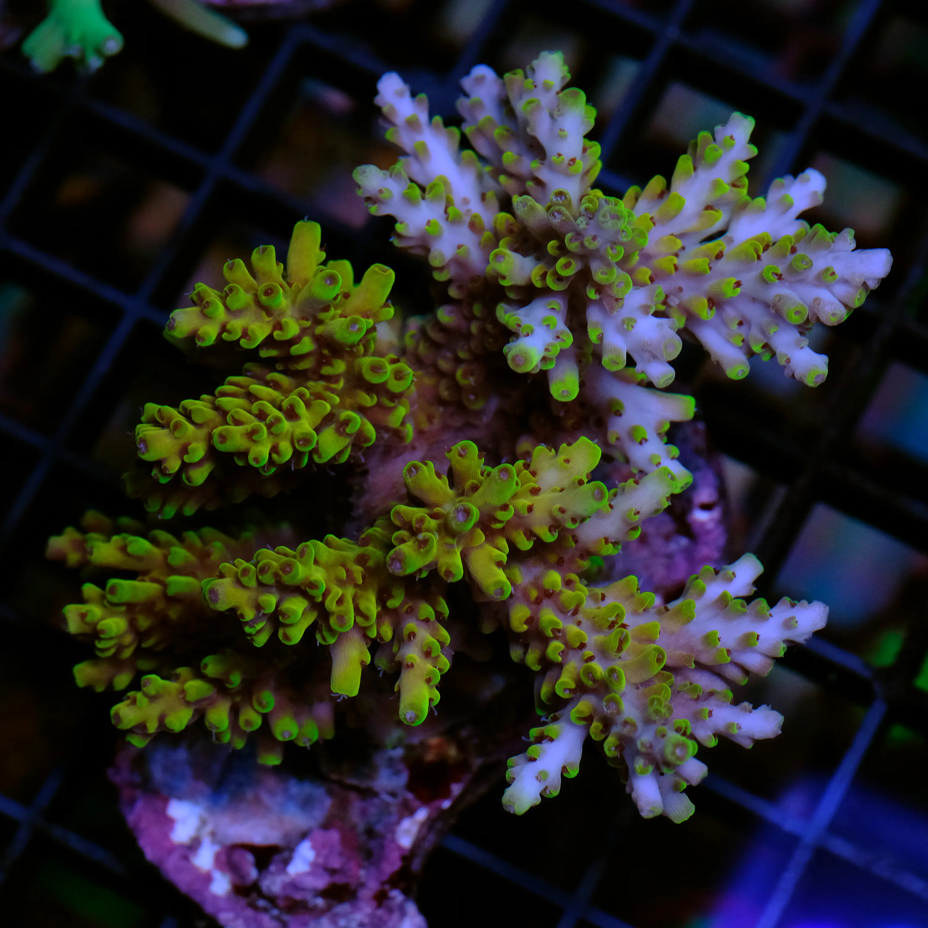 Acropora Pikachu