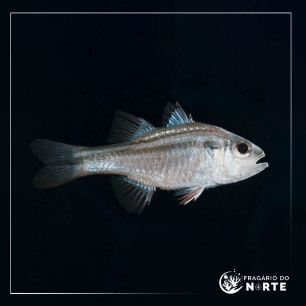 Apogon fasciatus