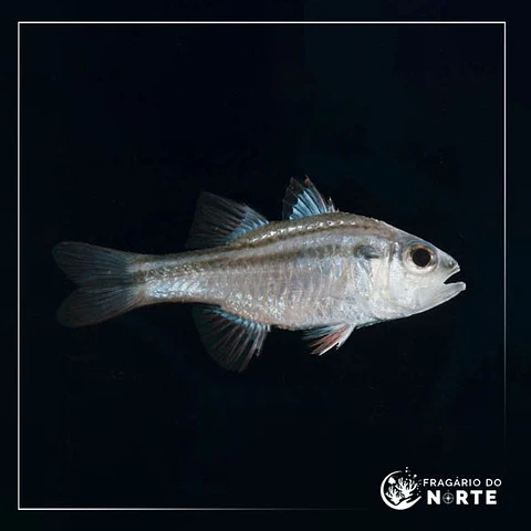 Apogon fasciatus