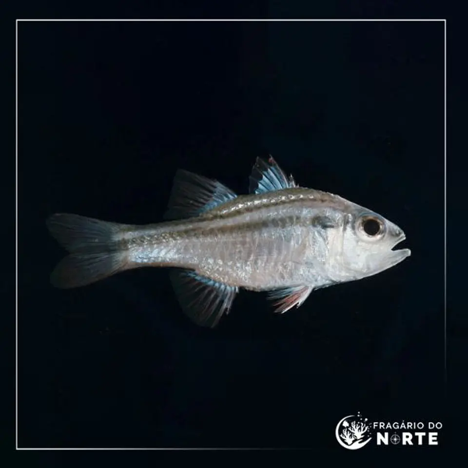 Apogon fasciatus 1