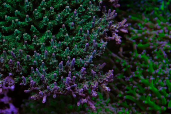 Acropora Willisae