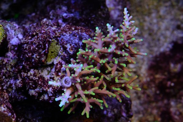 Acropora Mrs. Pac Man