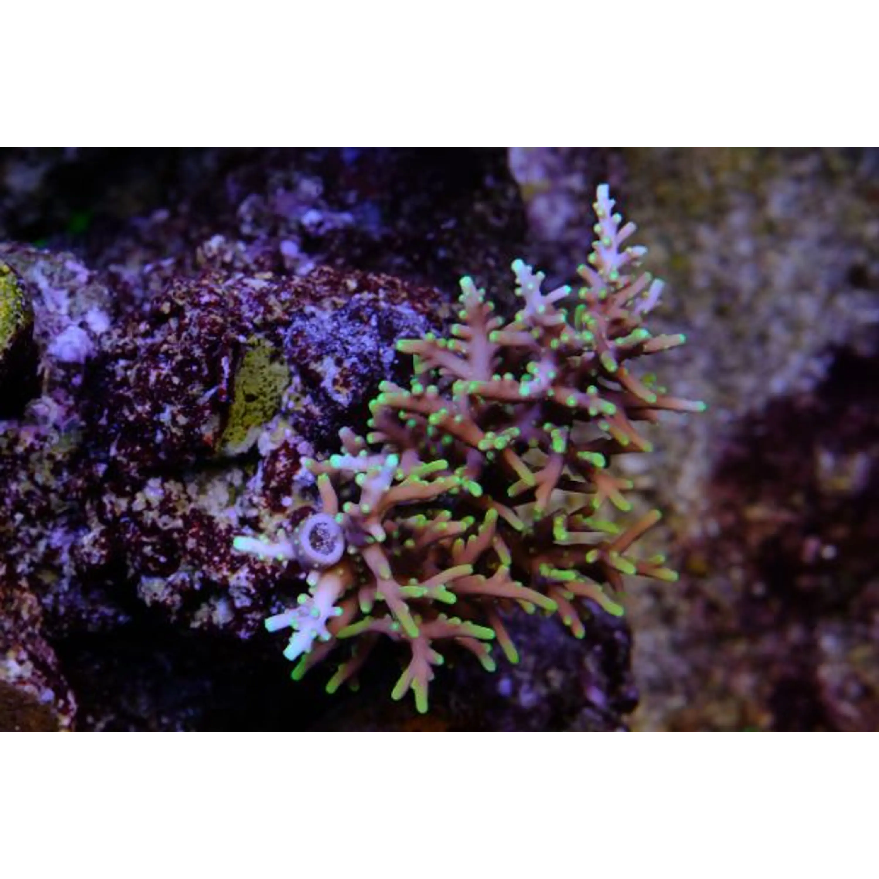 Acropora Mrs. Pac Man