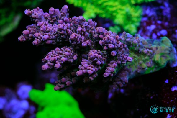 Acropora Pink Monster