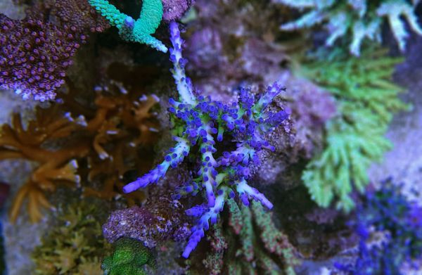 Acropora Blue Tortuosa 1
