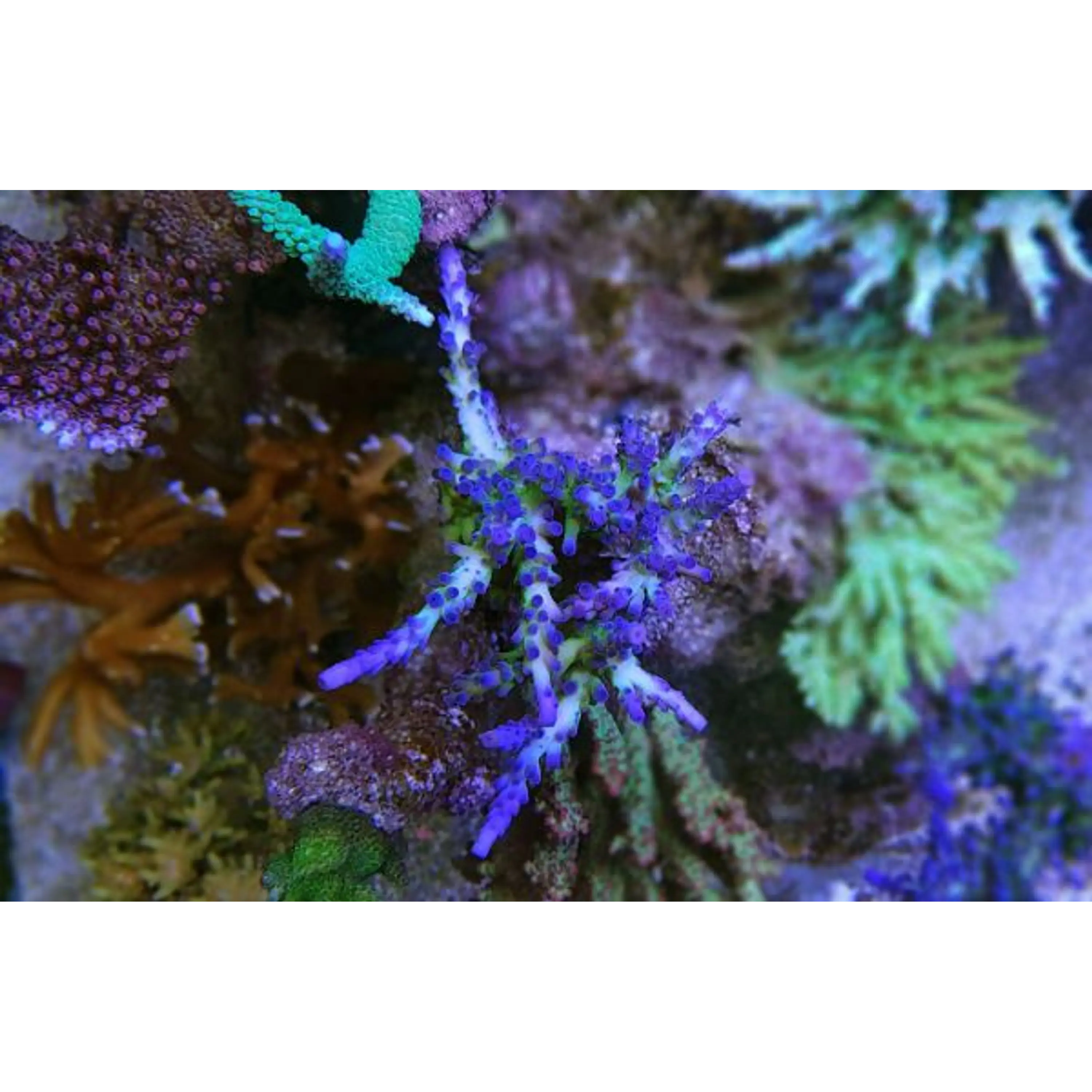 Acropora Blue Tortuosa